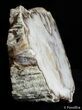 Petrified Wood Slab - McDermitt, Oregon ( / lbs) #2815-3